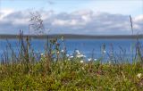 Cerastium alpinum. Цветущие растения на луговинке среди прибрежных камней. Кольский п-ов, Кандалакшский берег Белого моря, каменистая коса. 24.06.2015.