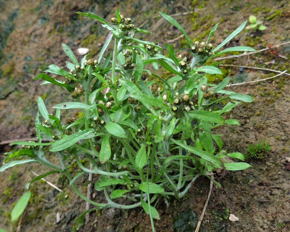 Изображение особи Gnaphalium pilulare.