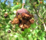 Rosa canina. Галл Diplolepis fructuum. Краснодарский край, Абинский р-н, гора Западный Папай. 02.09.2016.