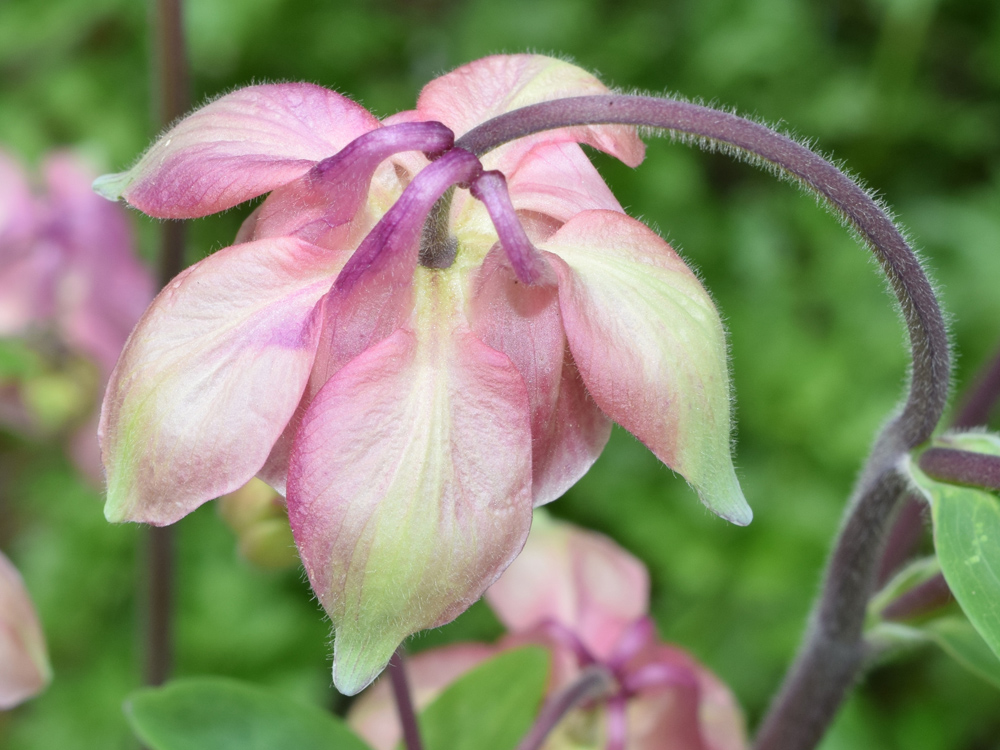 Изображение особи Aquilegia vulgaris.