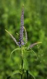 Veronica longifolia