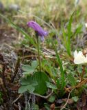 Corydalis arctica