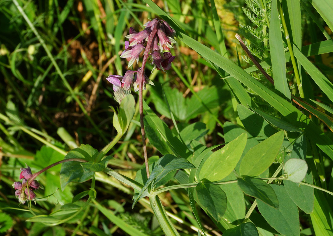 Изображение особи Lathyrus pisiformis.