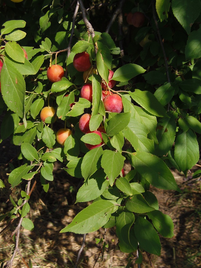 Изображение особи Prunus cerasifera.