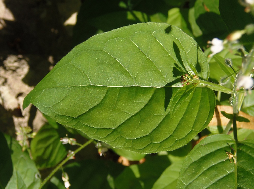 Изображение особи Circaea lutetiana.