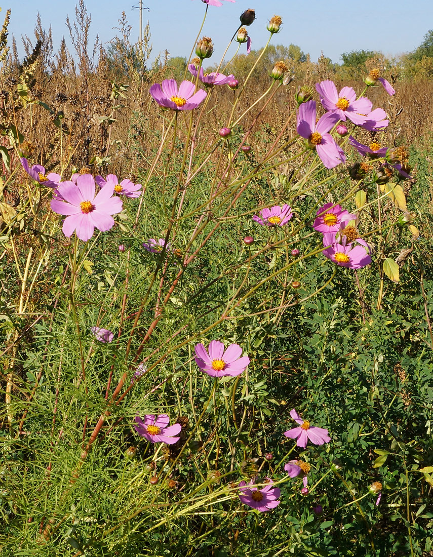 Изображение особи Cosmos bipinnatus.