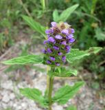 Prunella vulgaris