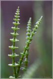 Equisetum pratense