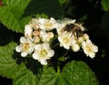 Physocarpus amurensis