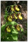 Cypripedium calceolus. Группа (клон) цветущих растений. Республика Татарстан, памятник природы \"Семиозёрский склон\", май 2006.