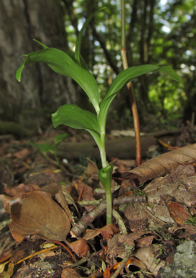 Изображение особи Epipactis pontica.