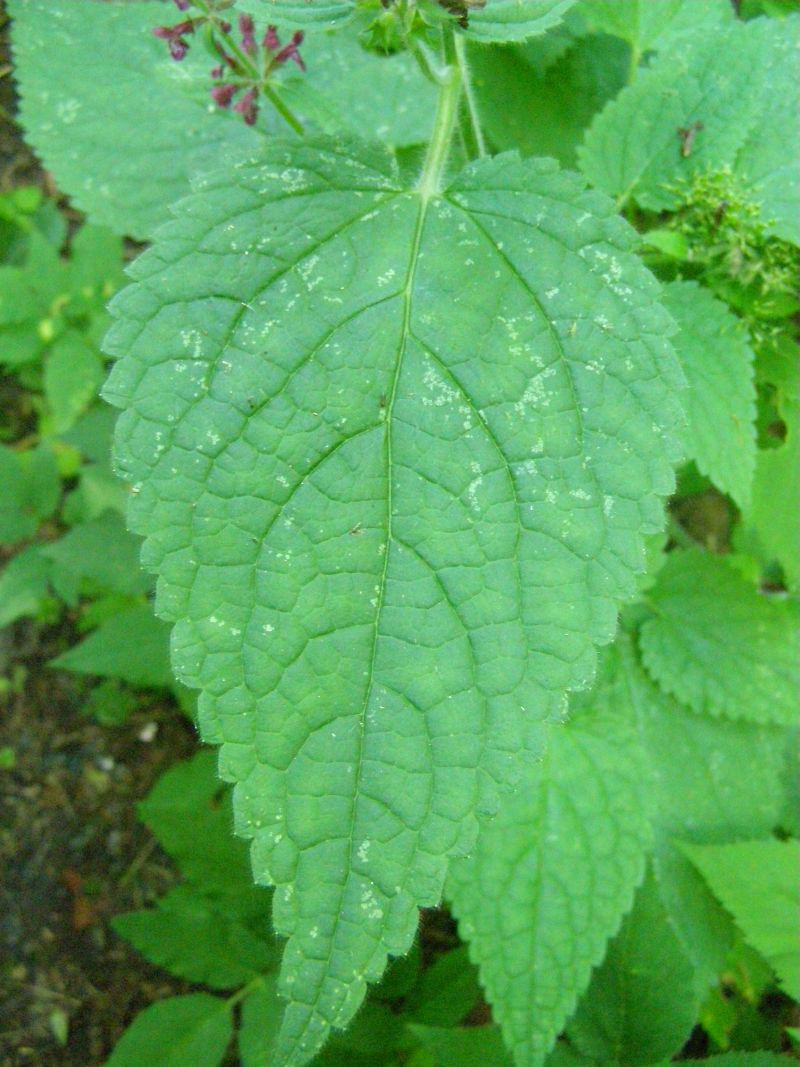 Изображение особи Stachys sylvatica.