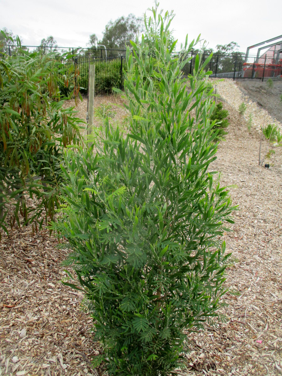 Изображение особи Acacia melanoxylon.