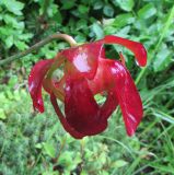 Sarracenia purpurea