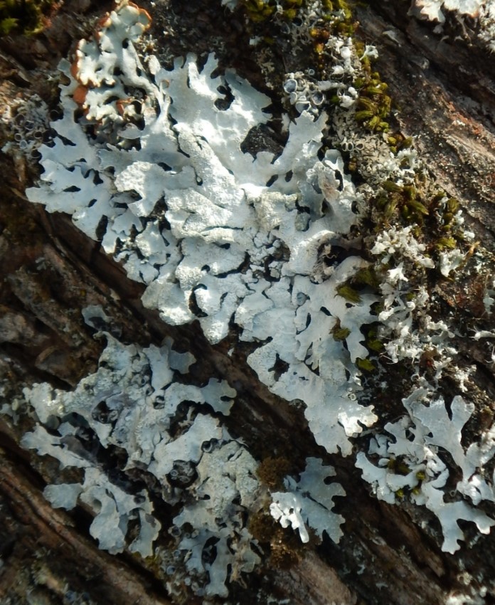 Изображение особи семейство Parmeliaceae.