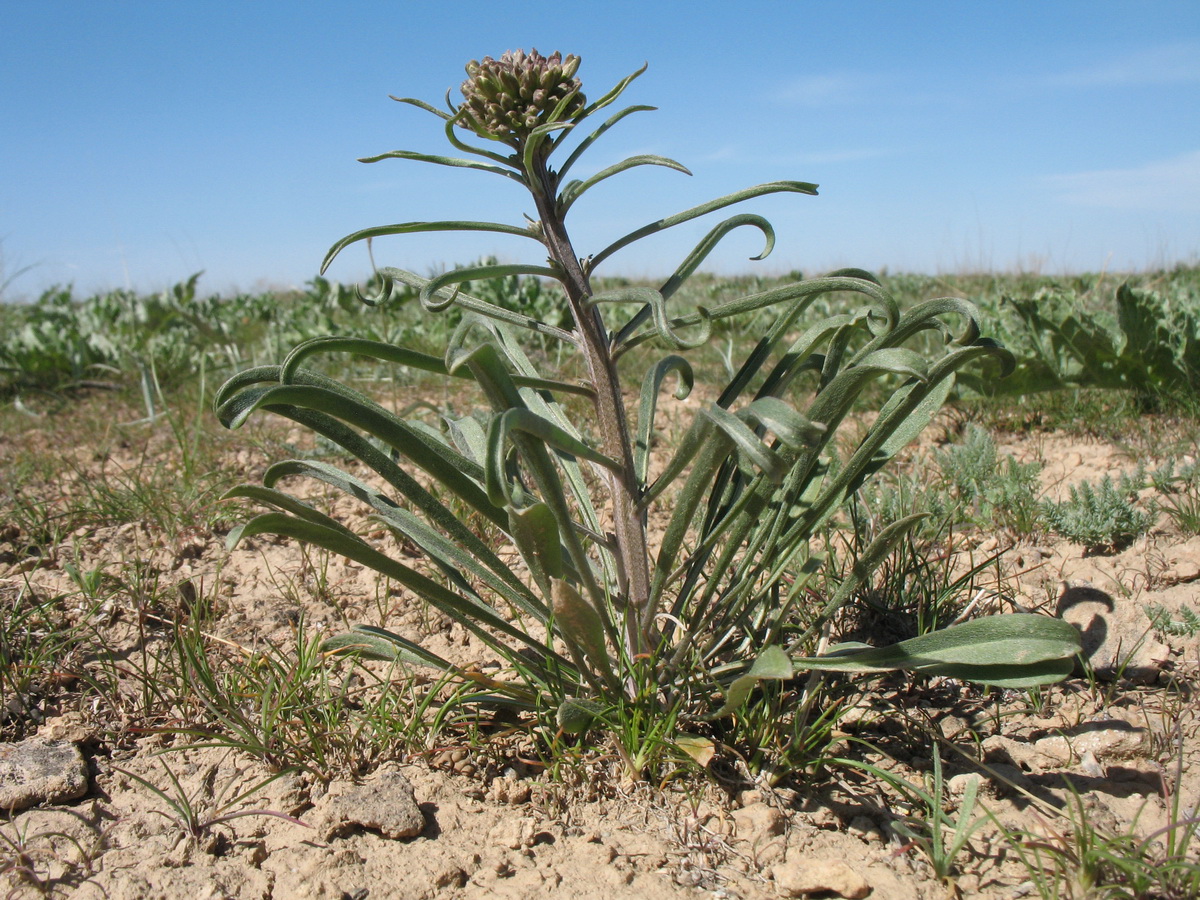 Изображение особи Erysimum czernjajevii.