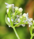 Galium debile