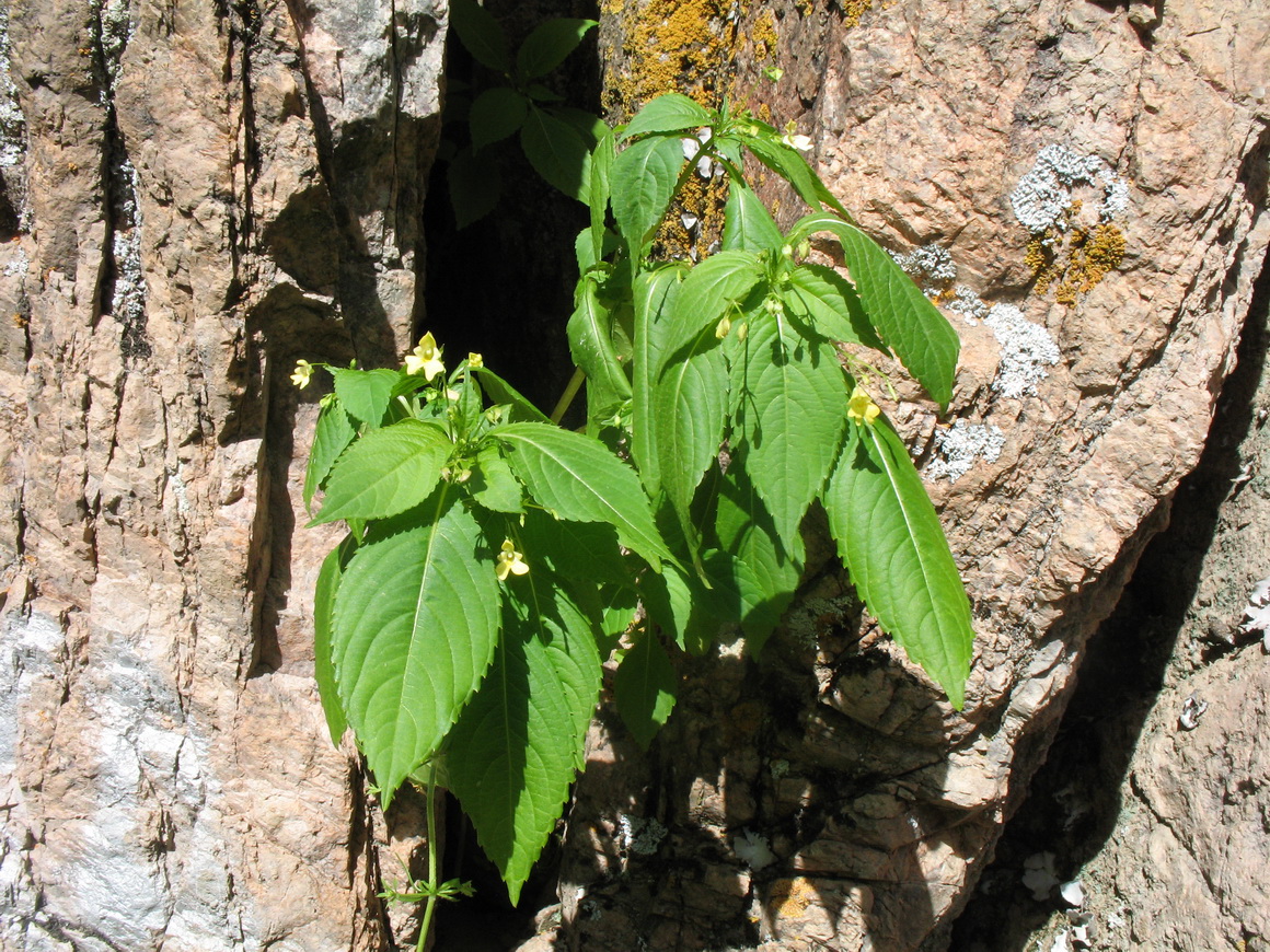 Изображение особи Impatiens parviflora.