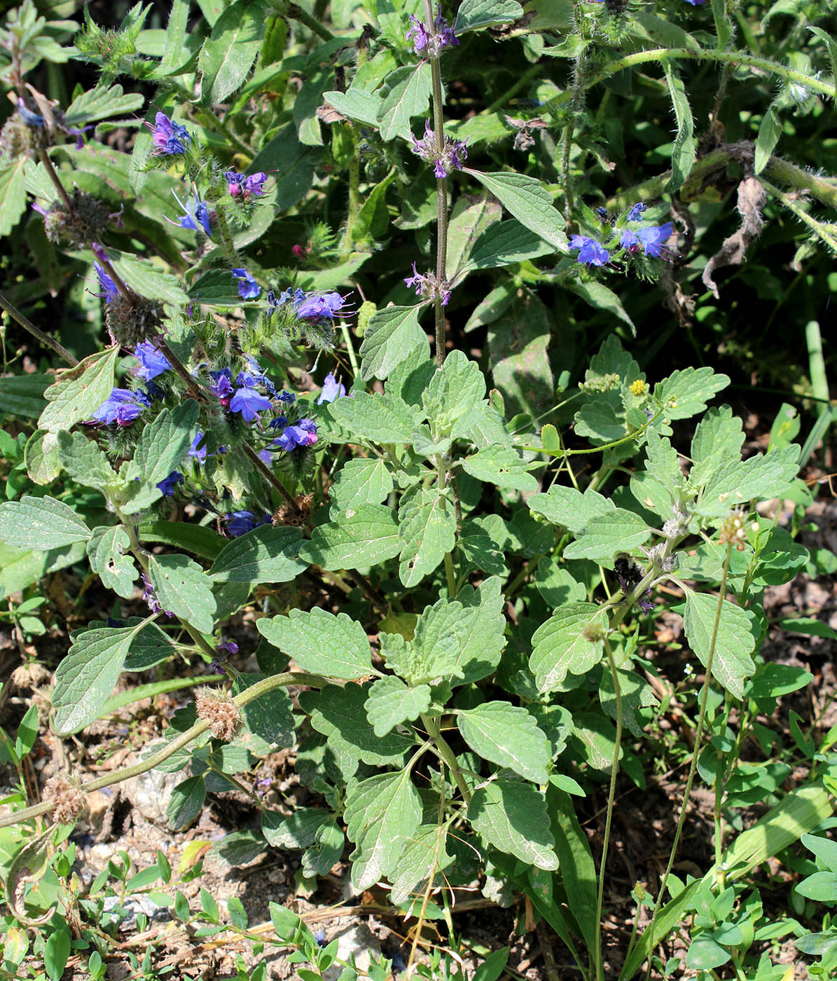 Изображение особи Marrubium leonuroides.