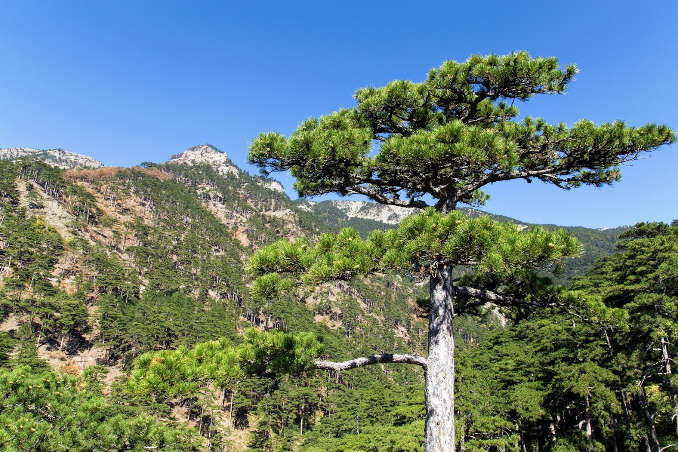 Изображение особи Pinus pallasiana.