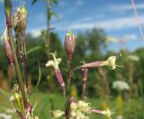 Silene tatarica. Побеги с цветками и незрелыми плодами. Архангельская обл., Вельский р-н, окр. г. Вельск, приречный луг р. Вага. 16.06.2014.