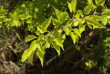 Maclura pomifera. Ветвь. Краснодарский край, г. Сочи, Адлерский р-н, Дзыхринское ущелье, горный широколиственный лес. 13.08.2018.