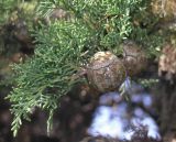 Cupressus sempervirens. Веточка с созревающими шишками. Краснодарский край, г. Сочи, Адлер, в культуре. 02.06.2007.