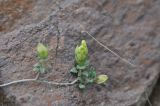 Scutellaria orientalis