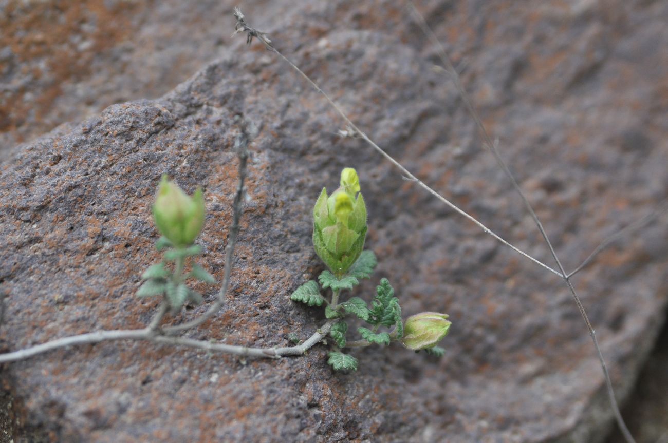 Изображение особи Scutellaria orientalis.