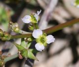 Damasonium alisma