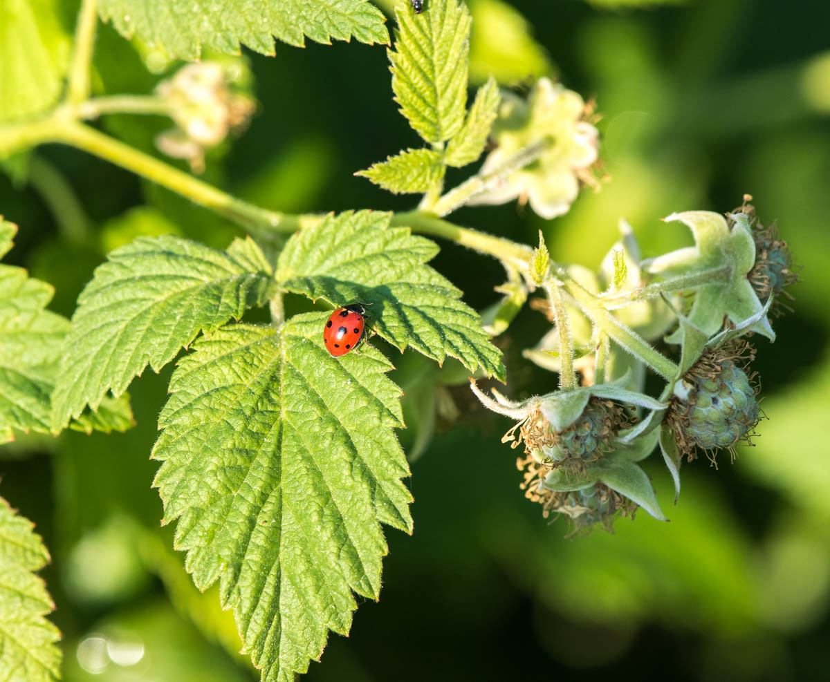 Изображение особи Rubus idaeus.