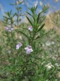 Satureja hortensis. Верхушка побега с цветками и бутонами. Краснодарский край, окр. г. Новороссийск, хр. Маркотх, обочина дороги. 07.08.2019.