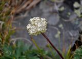 Pachypleurum alpinum