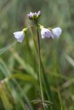 Cardamine dentata