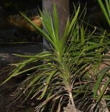 Cordyline stricta