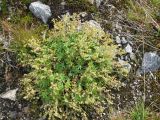 Alchemilla alpina