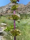 Phlomoides lehmanniana