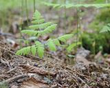 Gymnocarpium dryopteris. Молодая вайя. Амурская обл., Архаринский р-н, окр. дер. Урил, отроги Малого Хингана, хвойно-широколиственный лес. 20.05.2022.