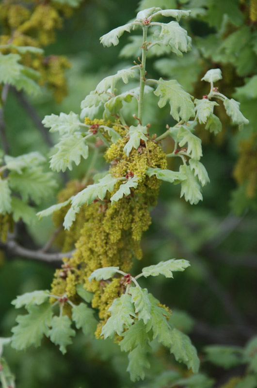 Изображение особи Quercus pubescens.