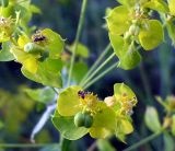 Euphorbia virgata. Соцветия - циации. Ростовская обл., Персиановская степь, окр. станицы Красюковская. 8 июня 2011 г.