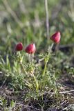 Anemone bucharica