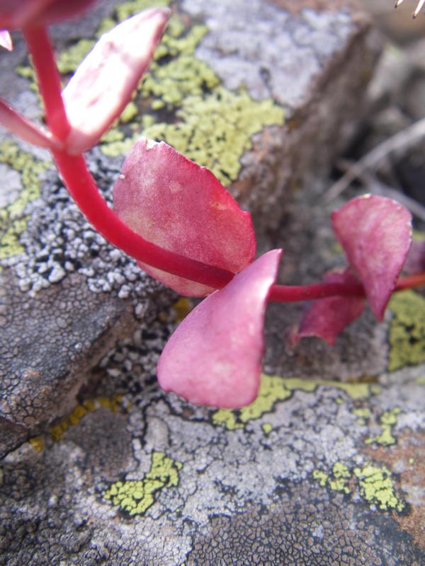 Image of Hylotelephium ewersii specimen.