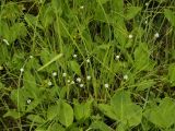 Stellaria filicaulis. Цветущие растения на травяном болоте. Приморский край, Партизанский район, п-ов Трудный, вблизи оз. Лебединого. 16.06.2012.