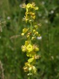 Verbascum lychnitis