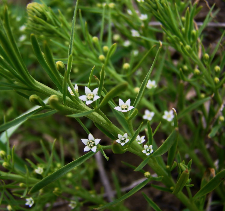 Изображение особи Thesium ramosum.