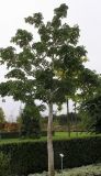 Tetradium daniellii. Молодое дерево. Нидерланды, г. Venlo, \"Floriada 2012\". 11.09.2012.