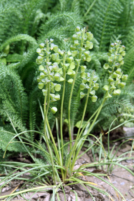 Изображение особи Muscari leucostomum.