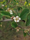 Cotoneaster integerrimus