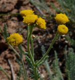 Tanacetum achilleifolium