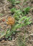 Helianthemum lasiocarpum